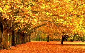 Fall – God’s Handiwork- Let’s Give Him Praise!!!
