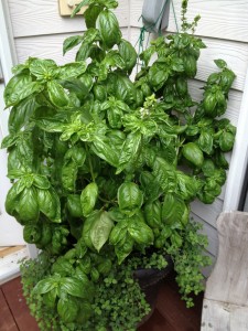 Basil growing on the deck.