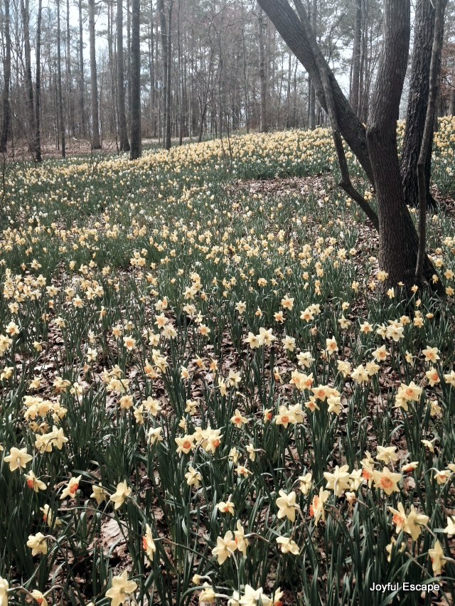 Gibbs Garden - they have over 200 million daffodils.  They go on forever. Breathtaking